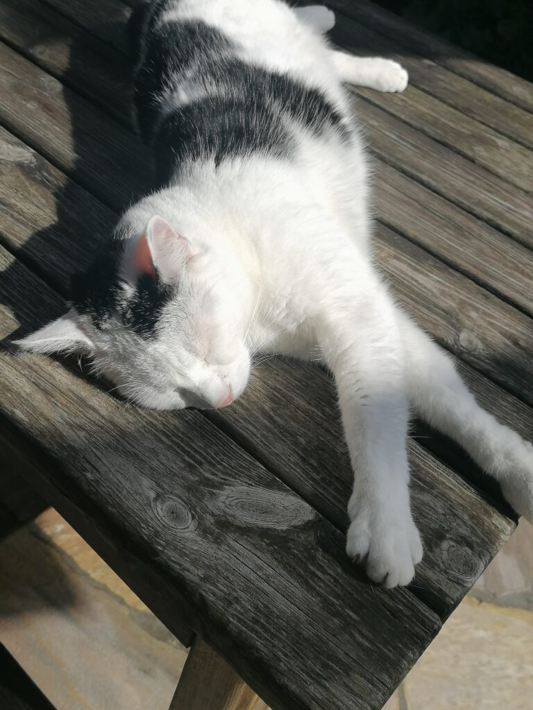 Coach für Entspannung Katze